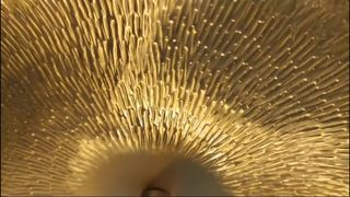 Grands lustres pendants de foyer en cristal de haute qualité pour chaque grande célébration